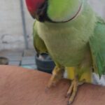 An Indian male parrot does not bite