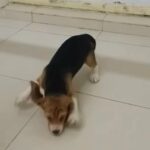 7 beagle pups