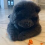 chow chow puppy