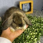 Holland lop