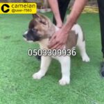 for sale male American akita 45 days old