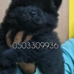 female chawchaw puppies for sale