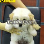 for sale chawchaw male puppy