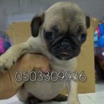 for sale female pug mini size 3 months ago old