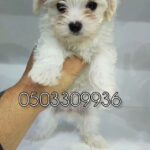 for sale female mini havanese