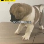 for sale American akita male puppy