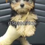 mini female Yorke puppy for sale