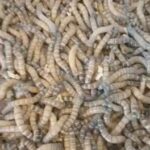 mealworm