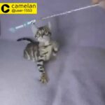 bengal kitten for sale in Dubai