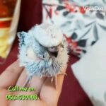 فرخ هوجو بادجي للغر عمره اسبوعين Baby Hogo Budgie 2 weeks