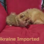 Ukraine Imported Pomeranian Puppies in Sharjah