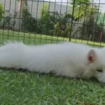 Samoyed Ukraine Imported Puppies