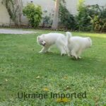 Samoyed, Ukraine Imported Puppies Available in Sharjah