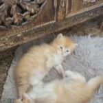 Persian males cats and female