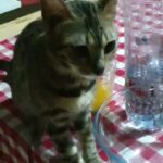female bengal cat 2 years old