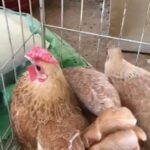 دجاج سبرايت للبيع
