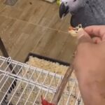 grey parrot كاسكو