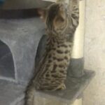 bengal mix tabby female and male 4 months old with there health card