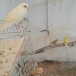 Budgies