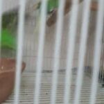 English budgie breeding pair