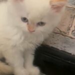 Ragdoll Himalayan kitten