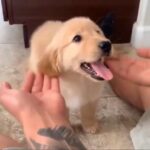 Golden Retrieve puppies  available  for sale