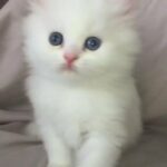 Persian Kitten  for sale