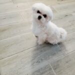 Maltese puppies available for sale