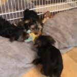 Yorkie puppies  available  for sale