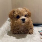 Toy Poodle puppies  available  for sale