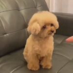 Toy poodle available for sale