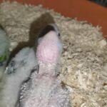 conure chicks فروخ كنيور
