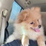 POMERANIAN female, 3month old, with passport