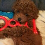 Toy Poodle