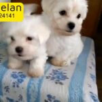 Pure Breed Maltese  Male and Female  2Months Old