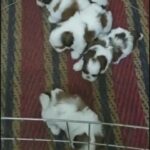 Adorable Shihtzu Puppies