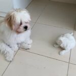 Shitzu & Maltese ???