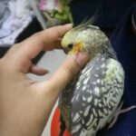 cute hand tamed cockatiel