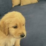 CUTE GOLDEN RETRIEVER FOR SALE