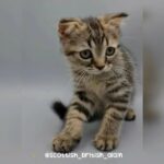 very beautiful chinchilla tabby boy and girl