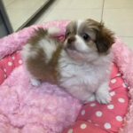 Maltese/chihuaua mix puppies