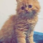 SOLD - NORWEGIAN MALE KITTEN (delivery available)