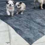 pug puppies, WhatsApp+971523440048