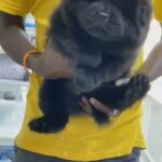 black male chowchow