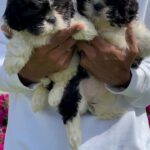 shih tzu males and females