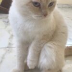 male Scottish fold cat