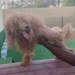 top quality poodle available for mating only ذكر بودل عالي المستوى للتلقيح
