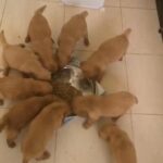 cute pure breed top quality golden Retrievers are looking for new home