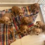gold pure coker Sepaniel puppies are looking for new home