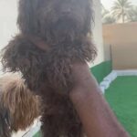toy poodle brown available for mating only توي بودل بني للتلقيح